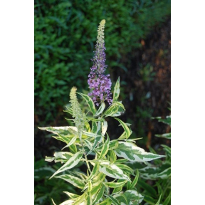 Buddleja davidii 'Summer Skies' PP 22465 - Summer Skies Butterfly Bush