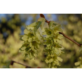 Corylopsis glabrescens 'Longwood Chimes' - Longwood Chimes Fragrant Winterhazel