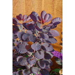 Cotinus coggygria 'Royal Purple' - Royal Purple Smokebush