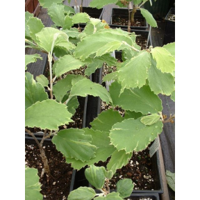 Hamamelis mollis 'Gold Edge' - Gold Edge Chinese Witch Hazel