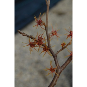 Hamamelis ovalis - Bigleaf Witch Hazel
