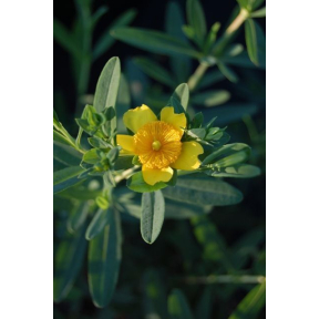 Hypericum x 'Cfflpc-1’ PPAF - Blue Velvet™ St. John's Wort