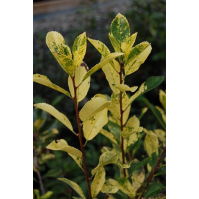 Ilex verticillata 'Sunsplash' - Sunsplash Winterberry Holly