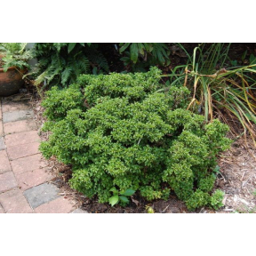 Itea virginica 'Shirley's Compact' - Shirley's Compact Virginia Sweetspire