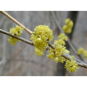 Lindera benzoin - Common Spicebush