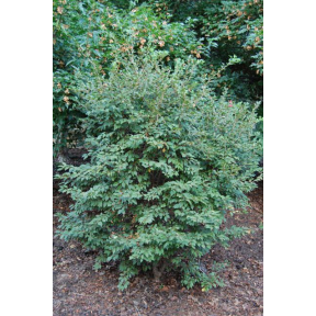 Prunus incisa 'Kojo-No-Mai' - Kojo-No-Mai Flowering Cherry