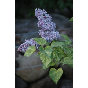 Syringa vulgaris 'Aucubaefolia' - Variegated Common Lilac