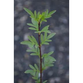 Syringa laciniata (S. protolaciniata) - Cutleaf Lilac