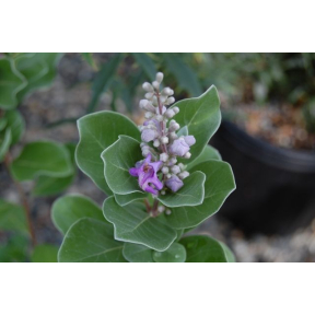 Vitex rotundifolia - Beach Vitex 