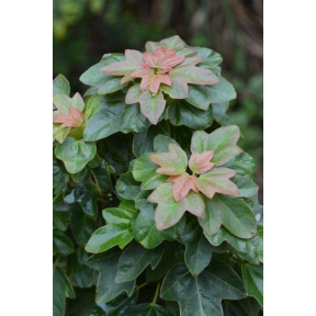 Acer buergerianum 'Miyasama Yatsubusa' - Miyasama Yatsubusa Trident Maple