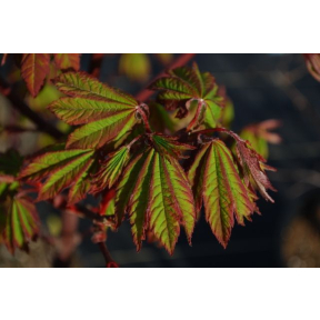 Acer circinatum 'Burgundy Jewel' - Burgundy Jewel Vine Maple