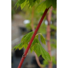 Acer circinatum 'Pacific Fire' - Pacific Fire Vine Maple