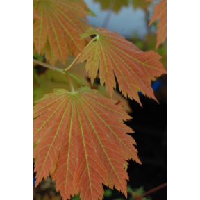 Acer japonicum 'Emmett's Pumpkin' - Emmett's Pumpkin Japanese Maple