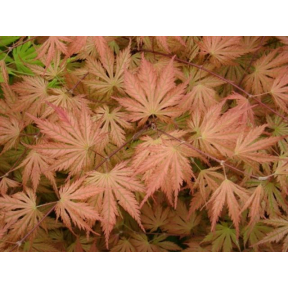 Acer palmatum 'Ariadne' - Ariadne Japanese Maple