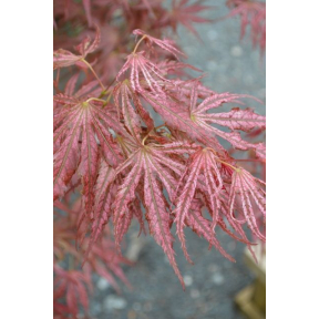 Acer palmatum 'Mikazuki' - Mikazuki Japanese Maple