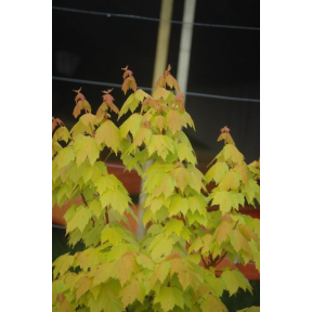 Acer rubrum 'Shocking Gold' ('Schocking Gold') - Shocking Gold Red Maple