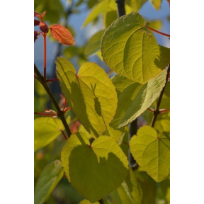 Cercidiphyllum japonicum 'HSl1' Claim Jumper™ - Claim Jumper™ Katsura