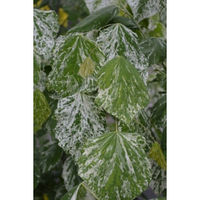 Cercis canadensis 'Alley Cat' - Alley Cat Eastern Redbud