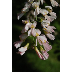 Cladrastis kentukea 'Perkins Pink' - Perkins Pink American Yellowwood