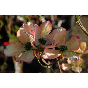 Cornus florida 'Karen's Appalachian Blush' PP 13165 - Karen's Appalachian Blush Flowering Dogwood