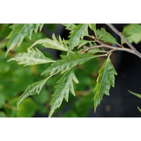 Fagus sylvatica 'Asplenifolia' - Cutleaf European Beech