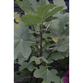 Ficus carica 'Chicago Hardy' ('Bensonhurst Purple') - Chicago Hardy Fig