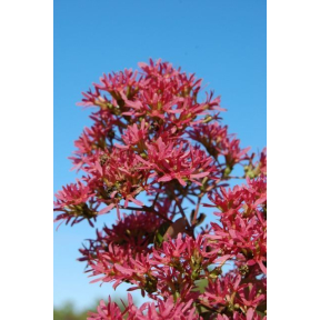Heptacodium miconioides - Seven Sons Flower