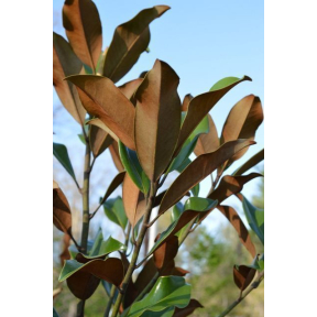 Magnolia grandiflora 'Bracken's Brown Beauty' - Bracken's Brown Beauty Southern Magnolia