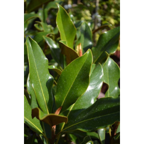 Magnolia grandiflora 'Kay Parris' - Kay Parris Southern Magnolia