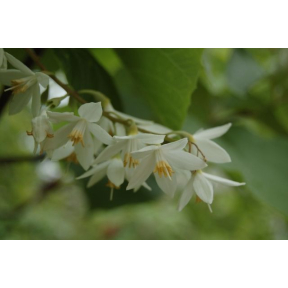 Styrax obassia - Fragrant Snowbell