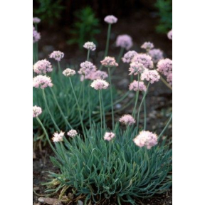 Allium senescens 'Glaucum' - Glaucum Circle Onion