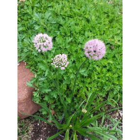 Allium tanguticum 'Summer Beauty' - Summer Beauty Ornamental Onion