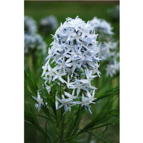 Amsonia hubrichtii - Arkansas Blue Star