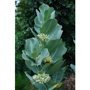 Asclepias latifolia - Broadleaf Milkweed
