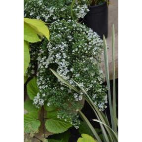 Symphyotrichum ericoides 'Snow Flurry' (Aster ericoides 'Snow Flurry') - Snow Flurry Heath Aster
