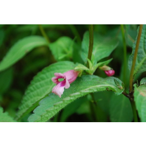 Chelonopsis yagiharana - Japanese Turtlehead