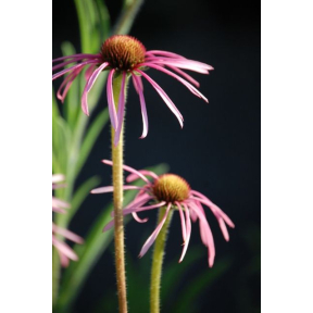 Echinacea pallida - Pale Coneflower