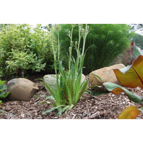 Eryngium agavifolium - Agave-Leaved Sea Holly