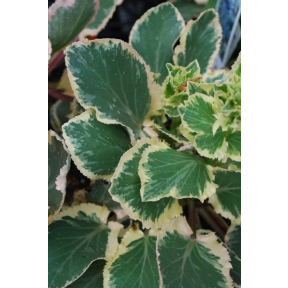 Eryngium planum 'Jade Frost' PP 17370 - Jade Frost Sea Holly