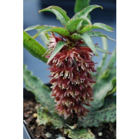 Eucomis vandermerwei - Dwarf Pineapple Lily