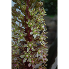 Eucomis x 'Rhode Island Red' - Rhode Island Red Pineapple Lily