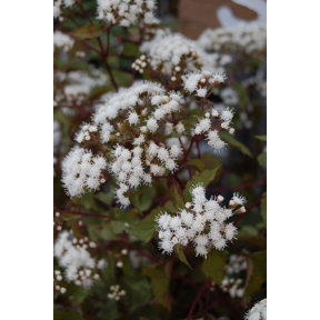 Eupatorium rugosum 'Chocolate' - Chocolate Joe Pye Weed