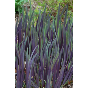 Iris x robusta 'Gerald Darby' - Gerald Darby Iris