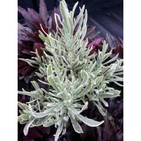 Lavandula angustifolia 'Silver Edge' - Silver Edge Lavander