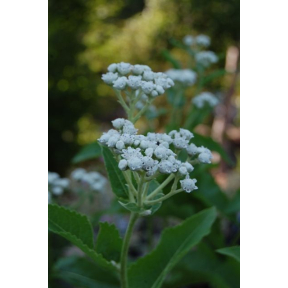 Parthenium integrifolium - Wild Quinine