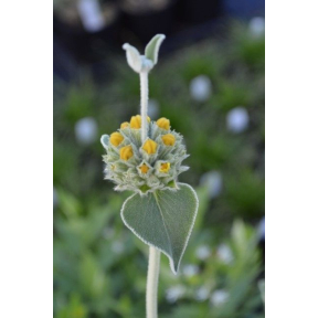 Phlomis fruticosa - Jerusalem Sage