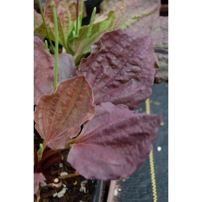Plantago major f. rubrifolia - Purple Leaf Plantain