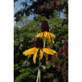 Rudbeckia maxima - Great Coneflower