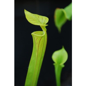 Sarracenia flava - Yellow Trumpet Pitcher Plant