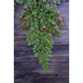 Adiantum venustum - Himalayan Maidenhair Fern